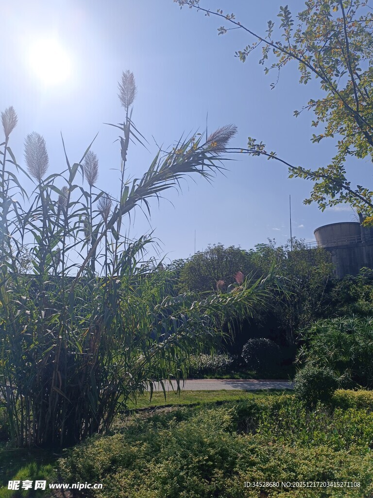 阳光照耀下的绿意景致