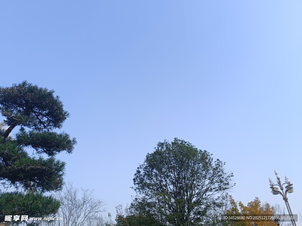 蓝天映衬下的葱郁树木