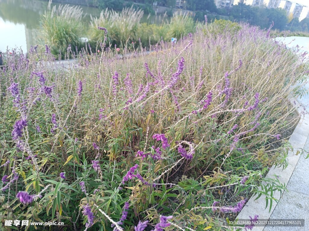 紫色花草景观
