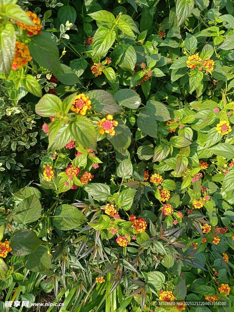 绿叶间的橙黄小花绽放