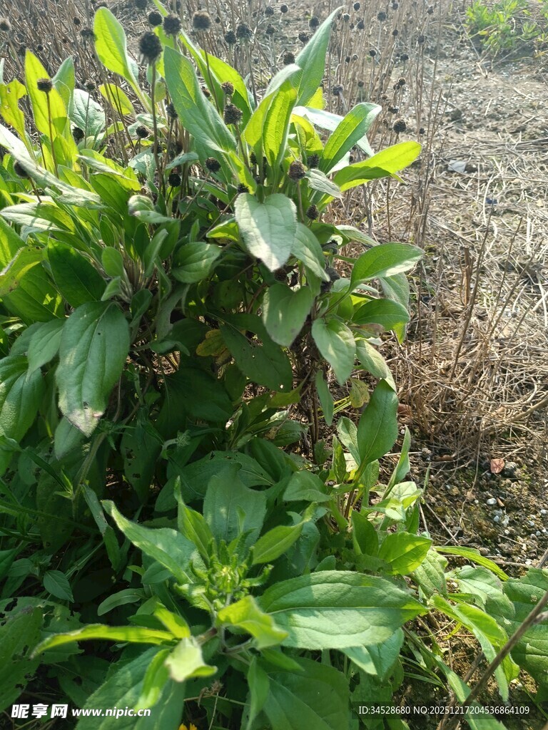 田间生长的绿色植物