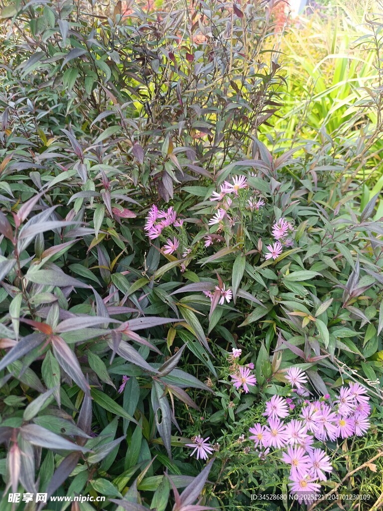 紫叶植物丛中的粉色小花