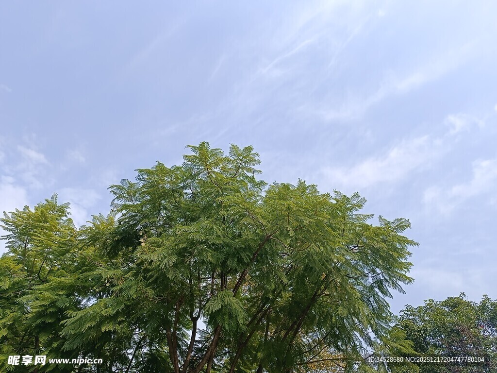 蓝天绿树风景图