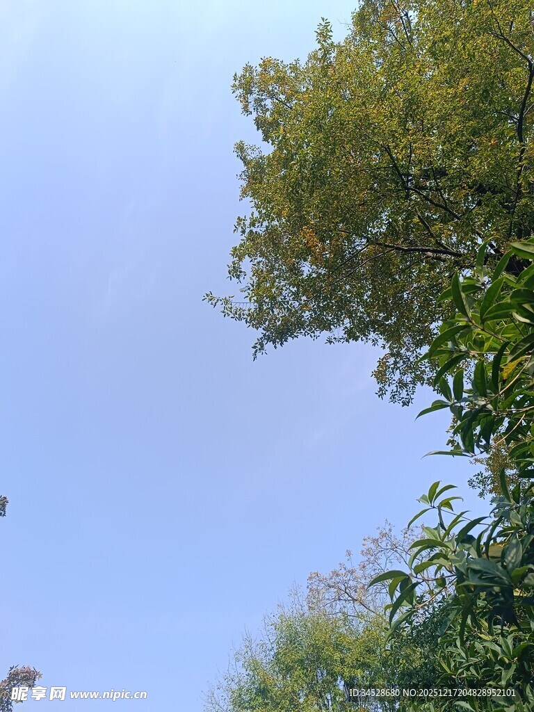 蓝天绿树自然景象