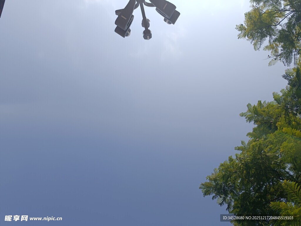 仰视蓝天绿树枝叶