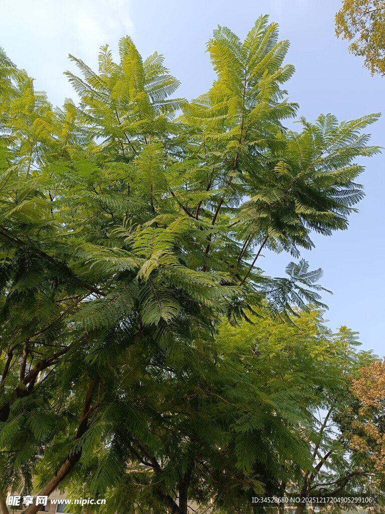 蓝天映衬下的葱郁树木