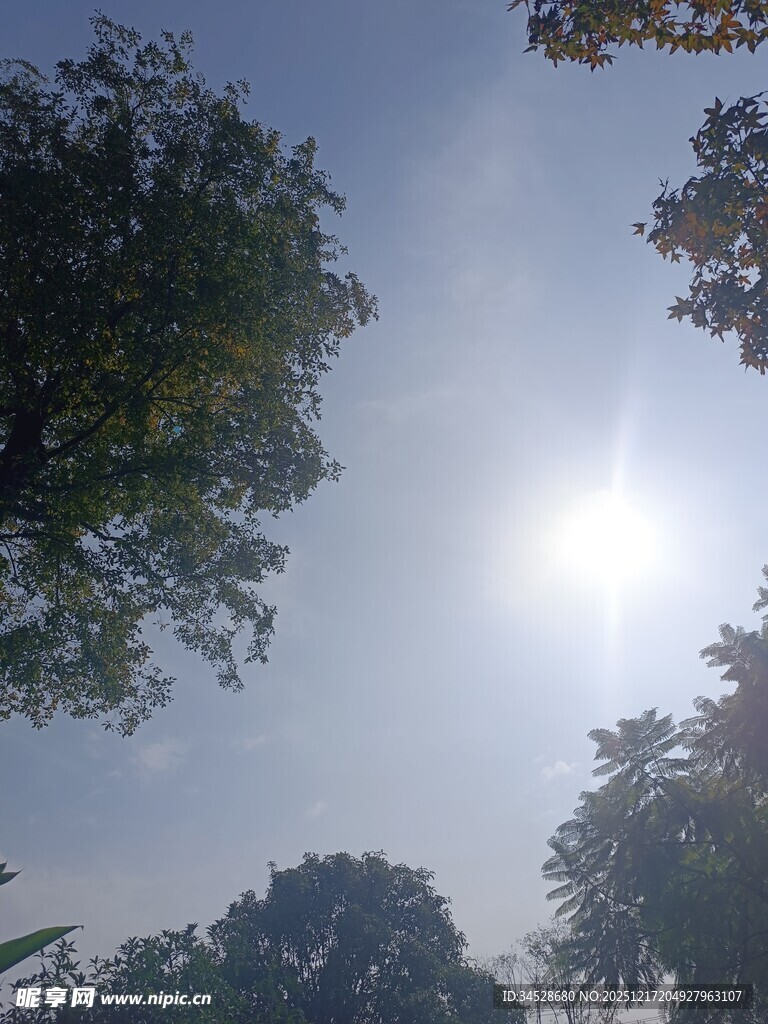 阳光下的树木景观