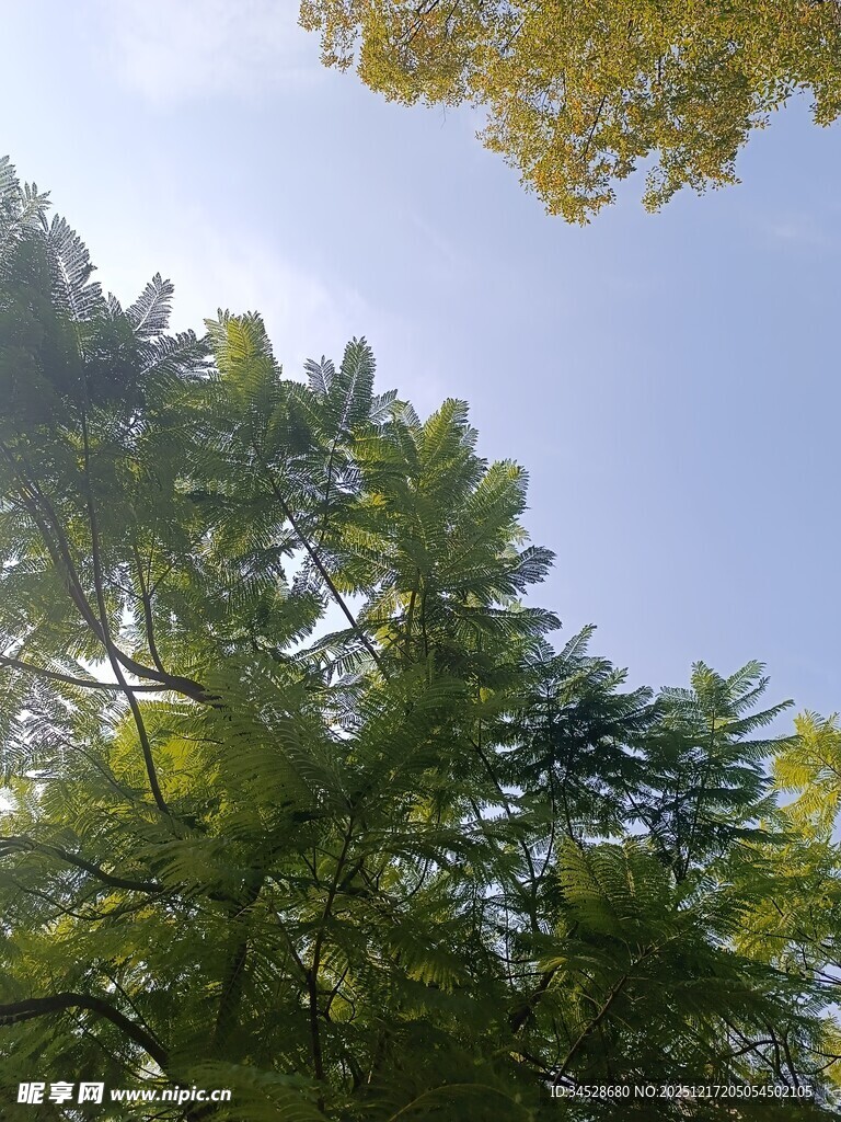 仰视葱郁树木与蓝天