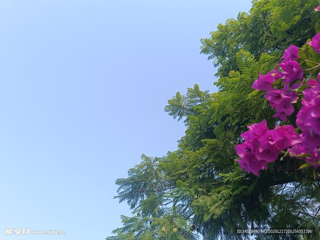 蓝天映衬下的艳丽三角梅