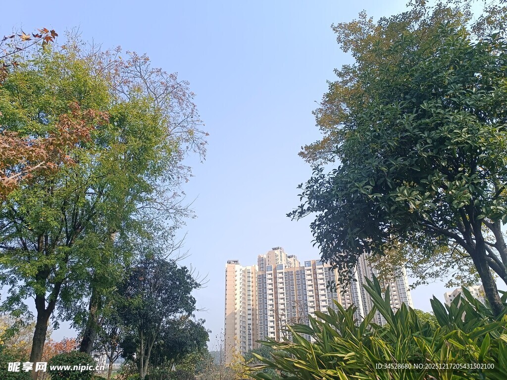 城市中葱郁树木与高楼景观