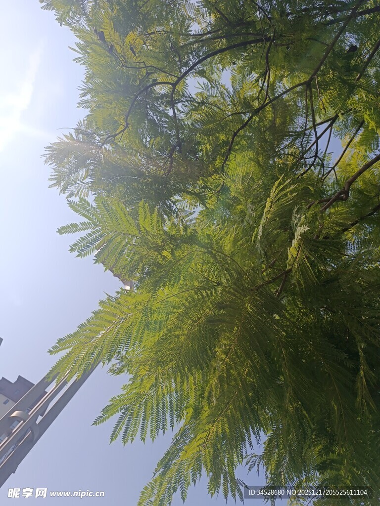 阳光下的葱郁竹林