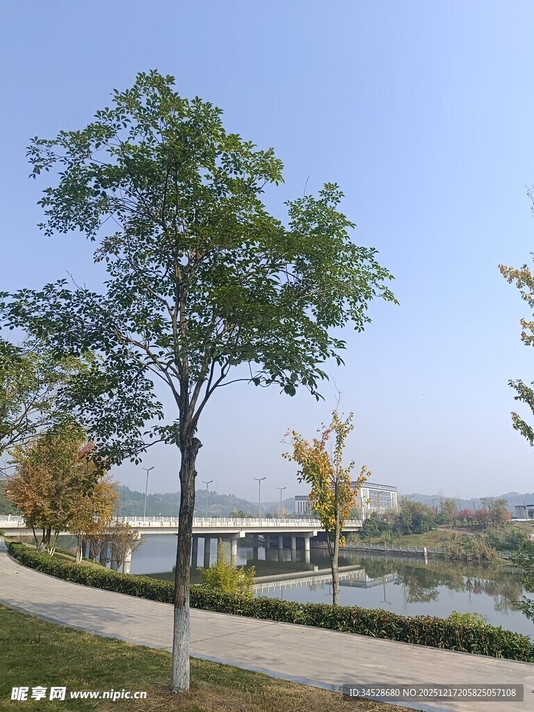 湖畔绿树成荫的宁静风光