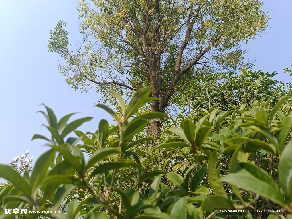 绿叶繁茂的树木景观