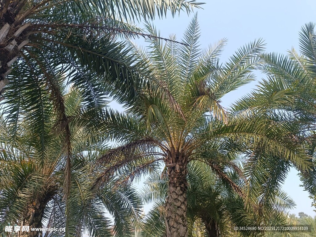高大挺拔的棕榈树景观