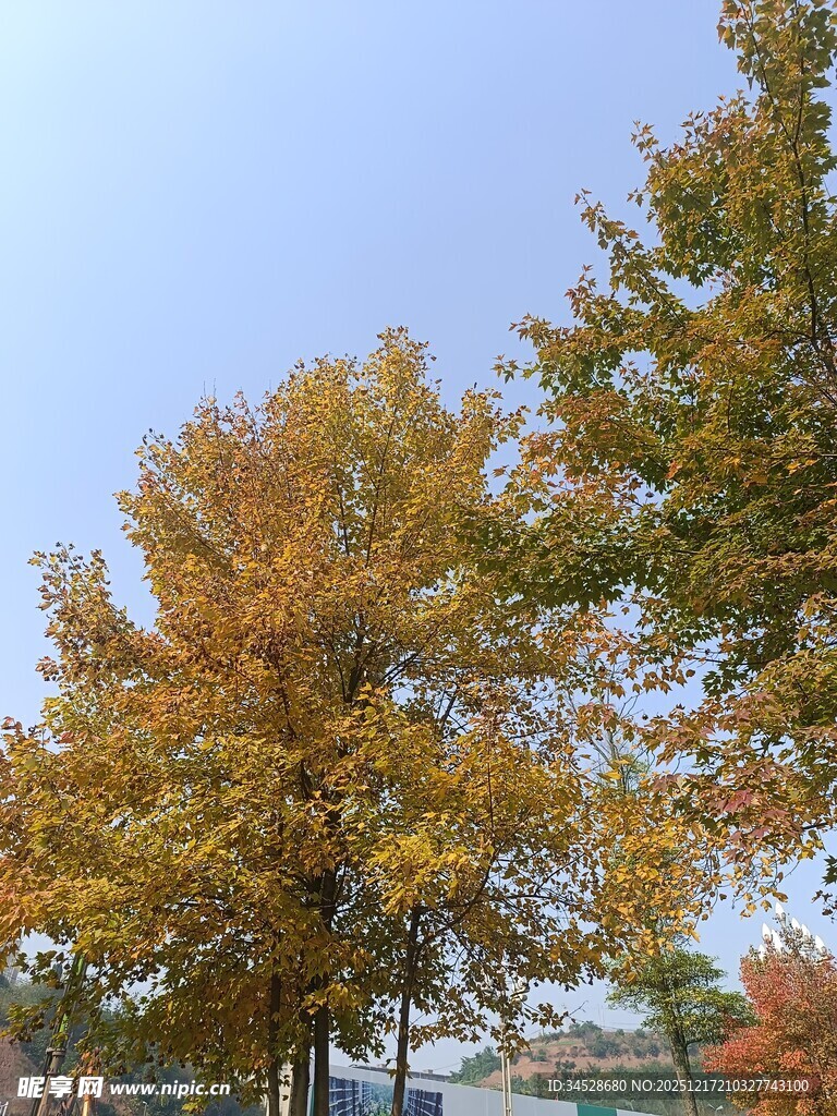 秋日金黄树木风景