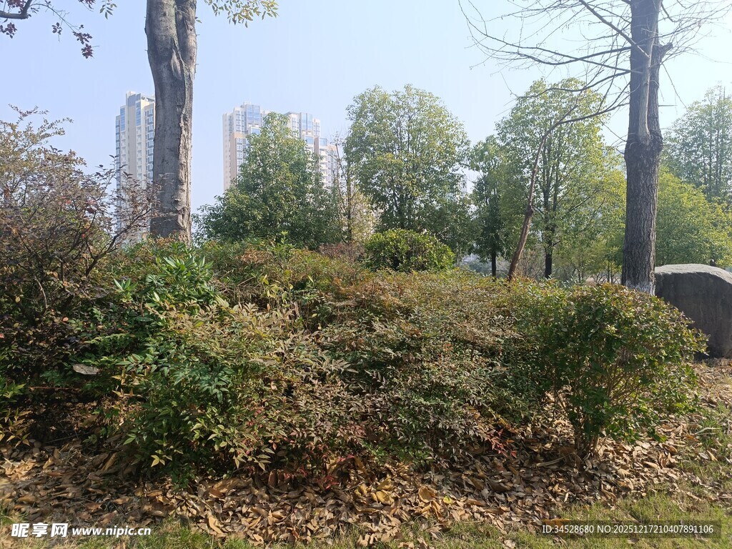 城市中的绿植景观