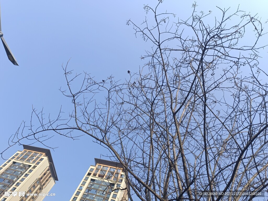 蓝天高楼间的光秃树枝