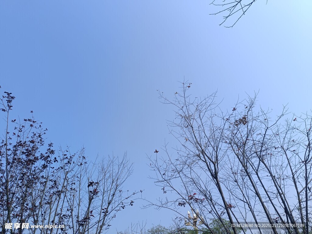 蓝天映衬下的光秃树木