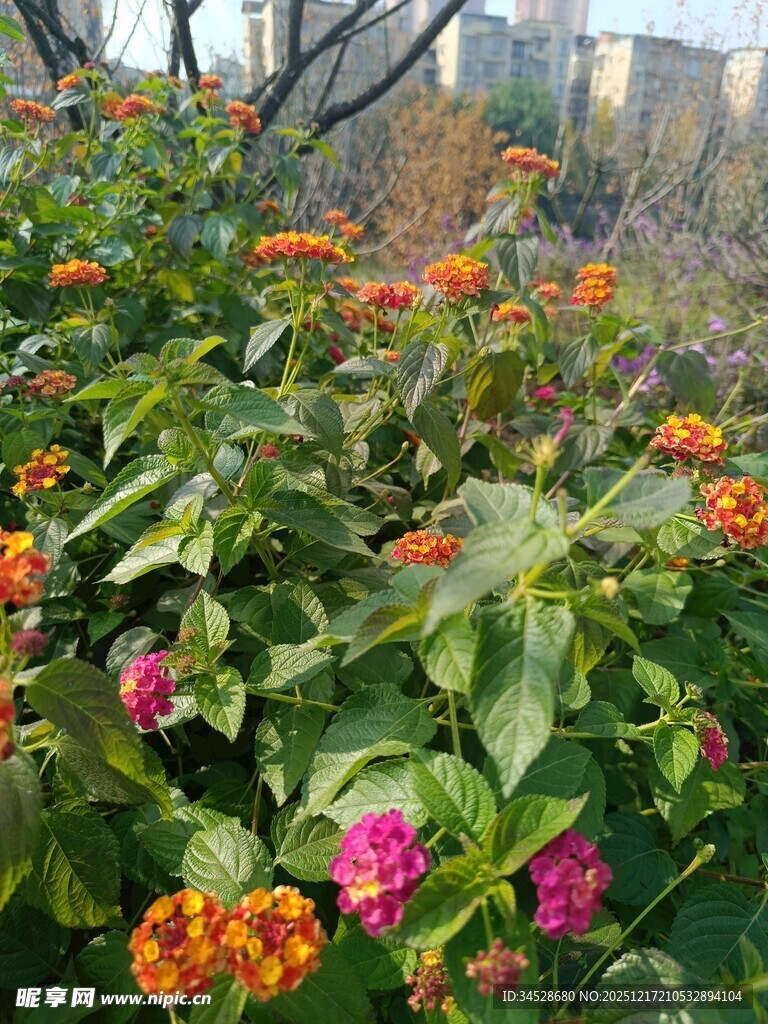 多彩花卉绽放于绿叶间