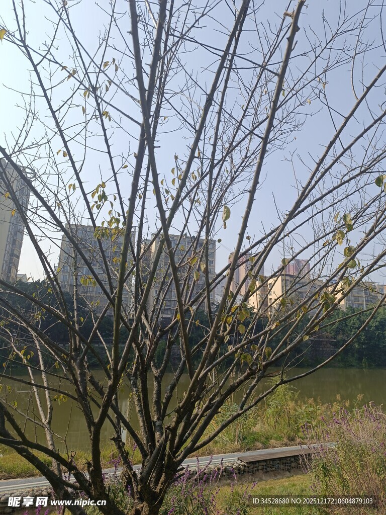 冬日光秃树枝与远处建筑