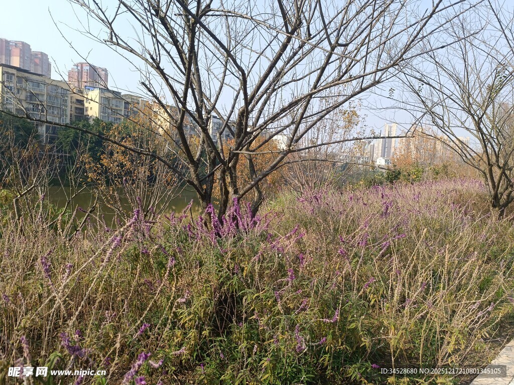 郊外冬季枯木旁的紫色小花