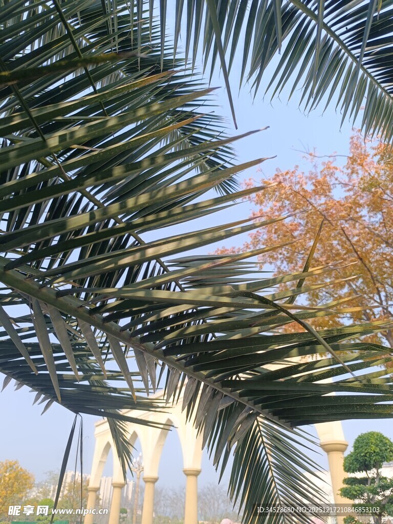 棕榈枝叶下的户外景致