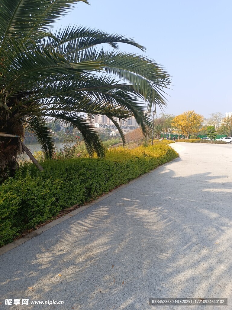 阳光小道旁的棕榈绿植
