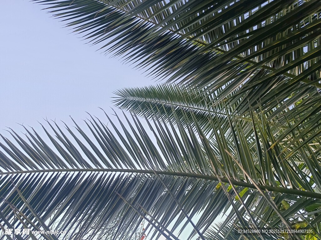 仰视下的棕榈树叶