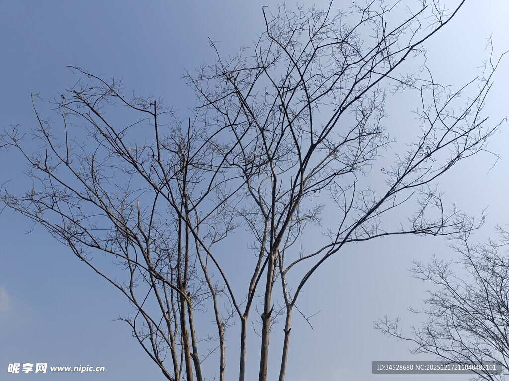 蓝天映衬下的光秃树木
