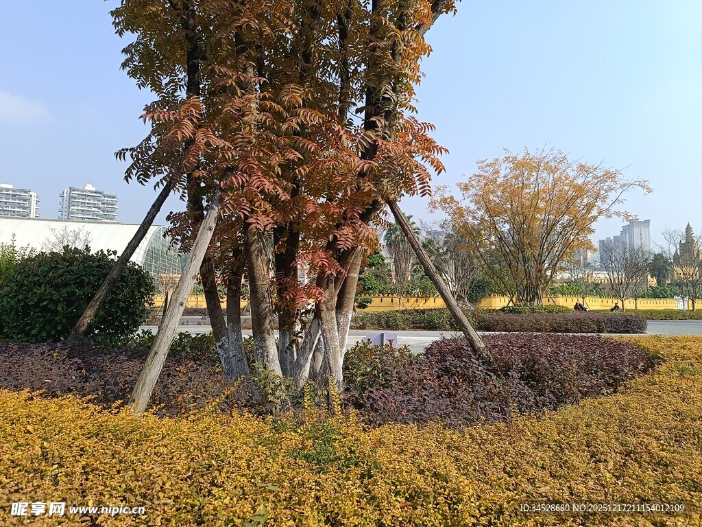 秋日园林景观中的多彩植物