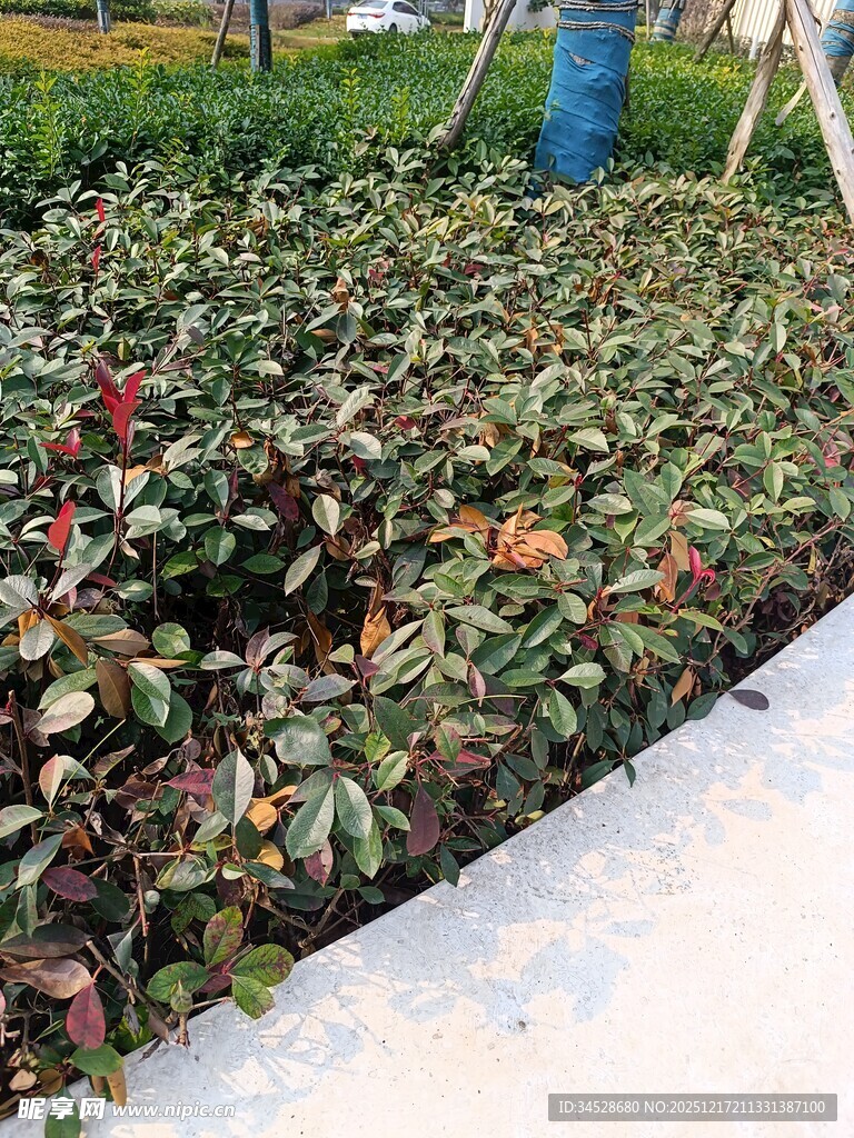 路边多彩植物景观