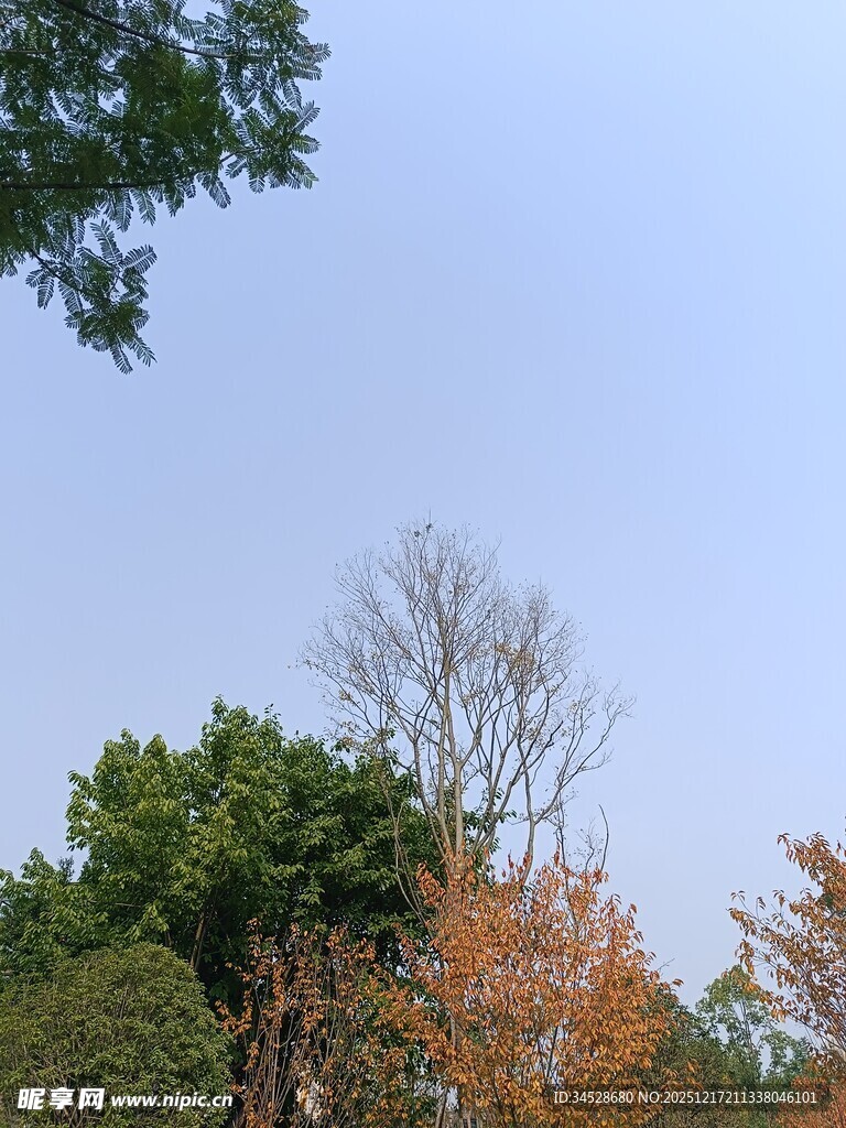 秋日多彩树林景观