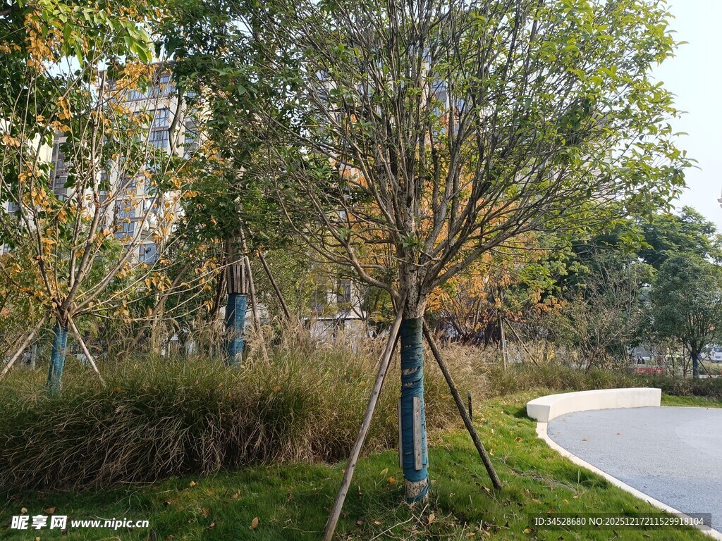 秋日公园小路旁的树木