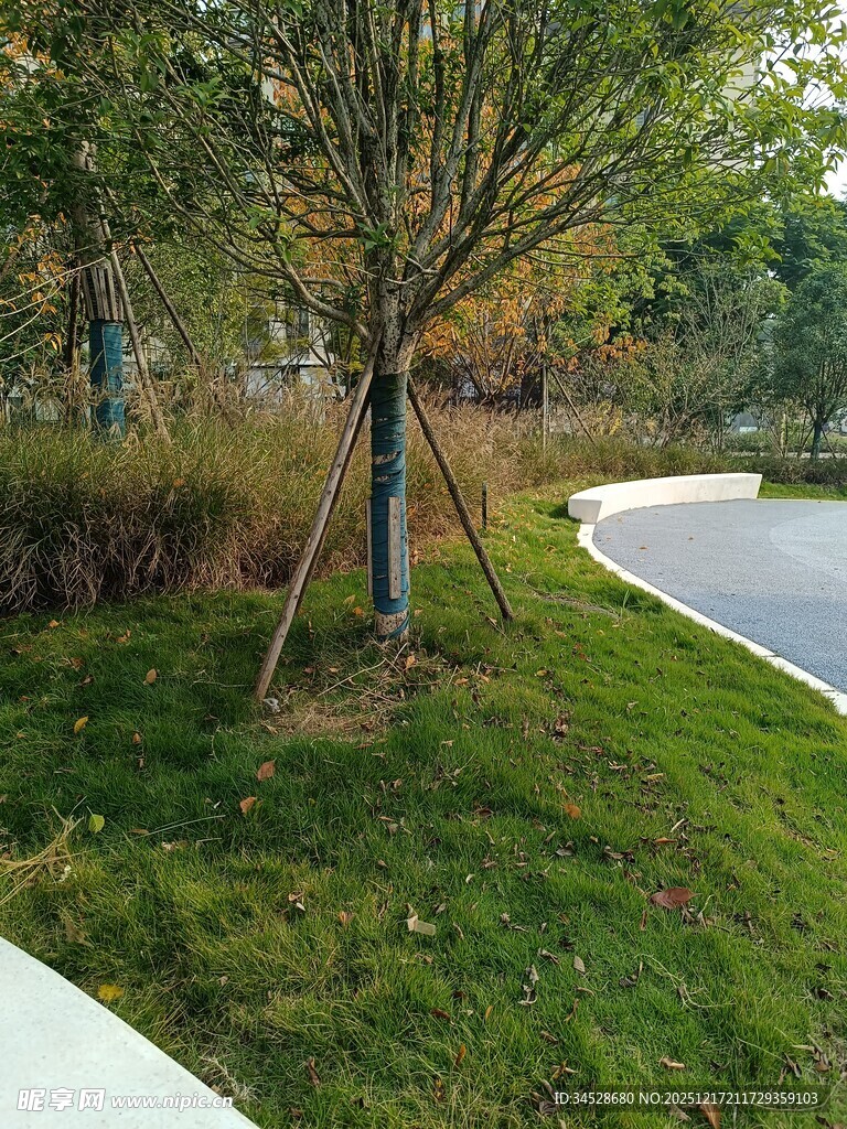 公园草地旁的树木景观