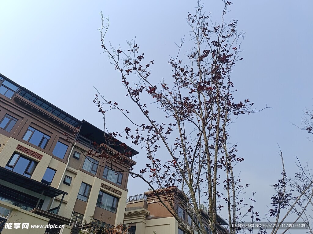 城市中带花的树木与建筑