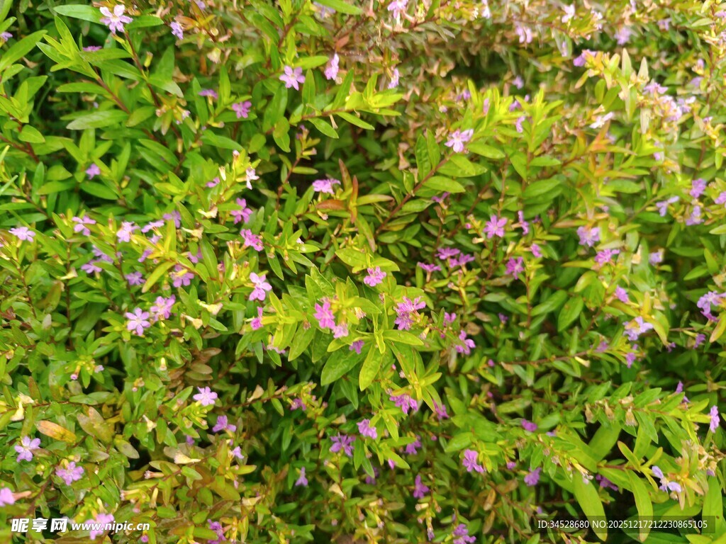 繁茂绿植中的点点繁花