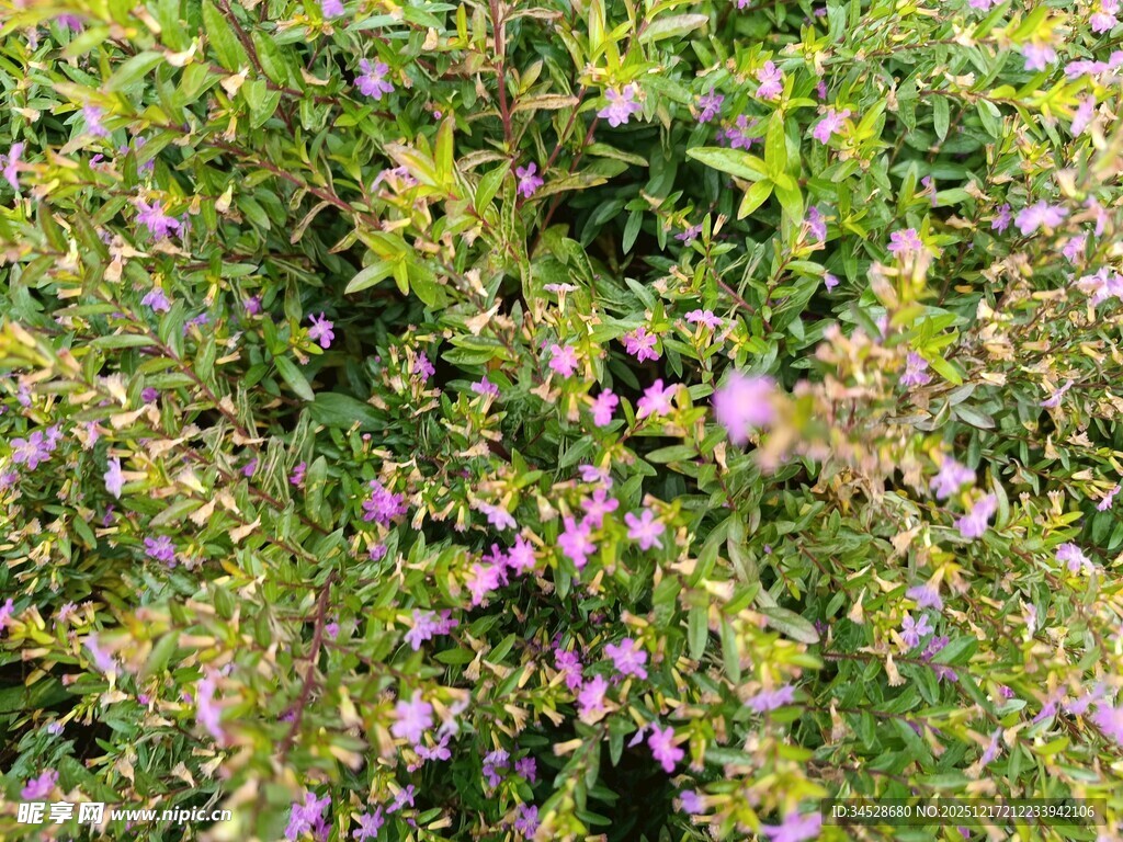 繁茂花丛中的紫色小花