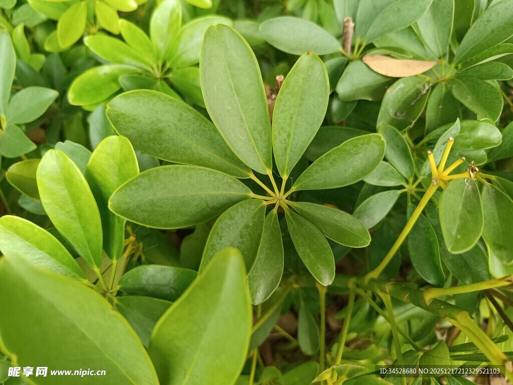 翠绿繁茂的多叶植物景观