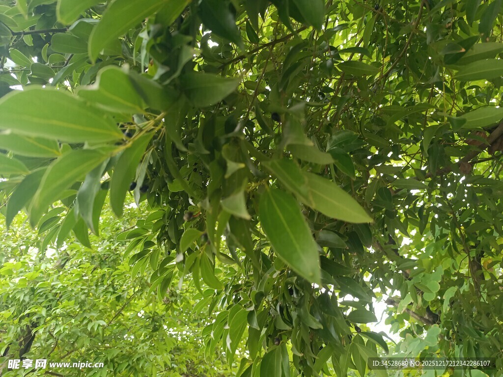 繁茂绿叶的生机景象