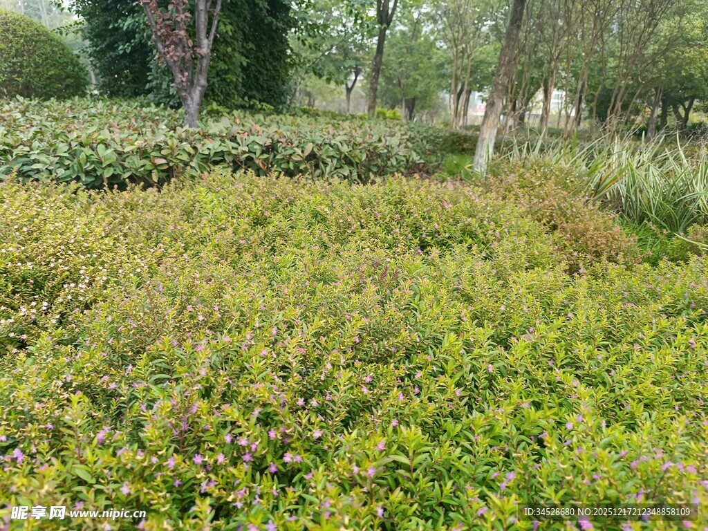 绿意盎然的户外植物景观