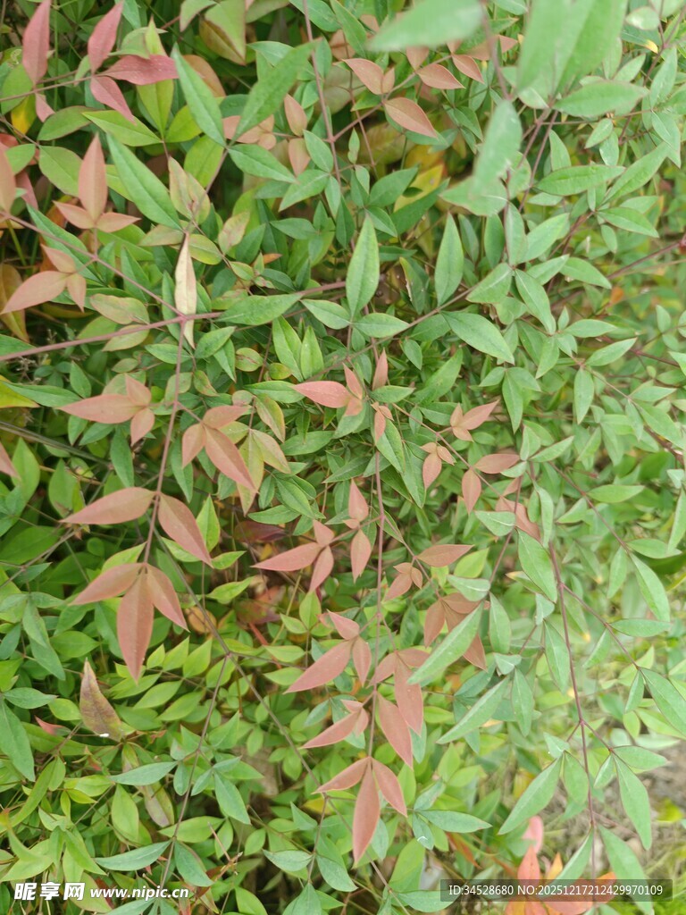 多彩植物叶片特写