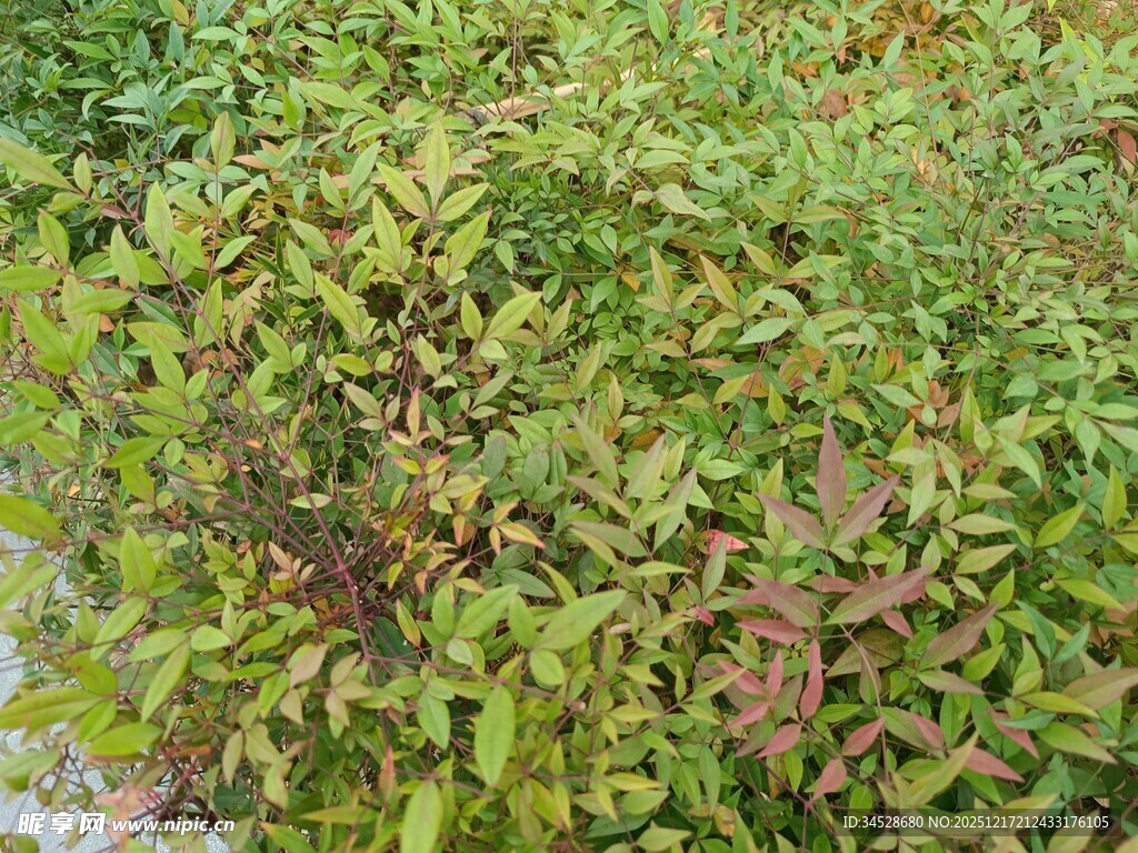 多彩叶片植物景观