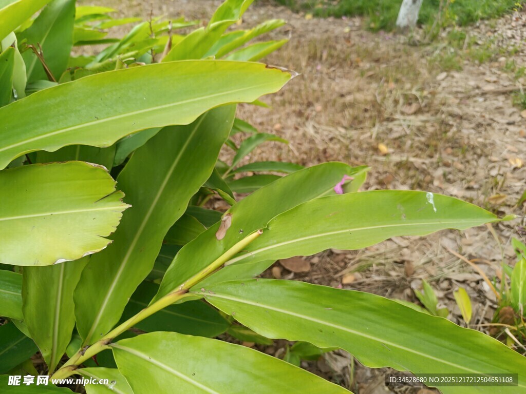 翠绿植物叶片特写