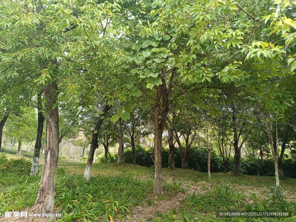 夏日林间绿意景致