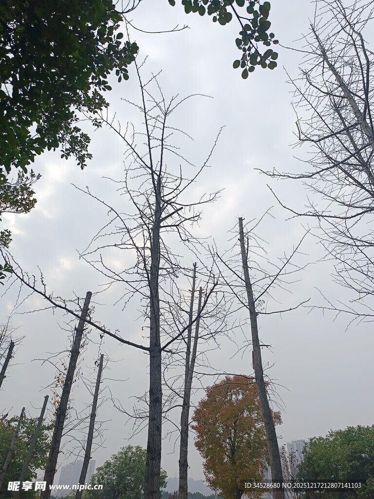 枯树林立的萧瑟景象