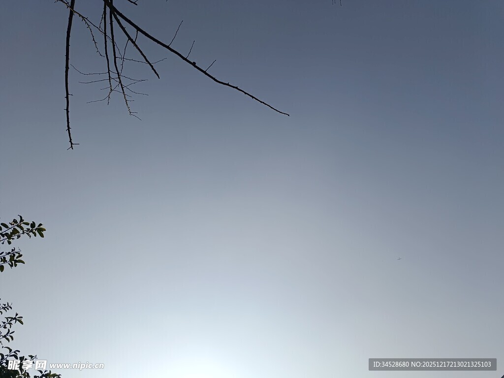 仰视天空中的树枝与微光