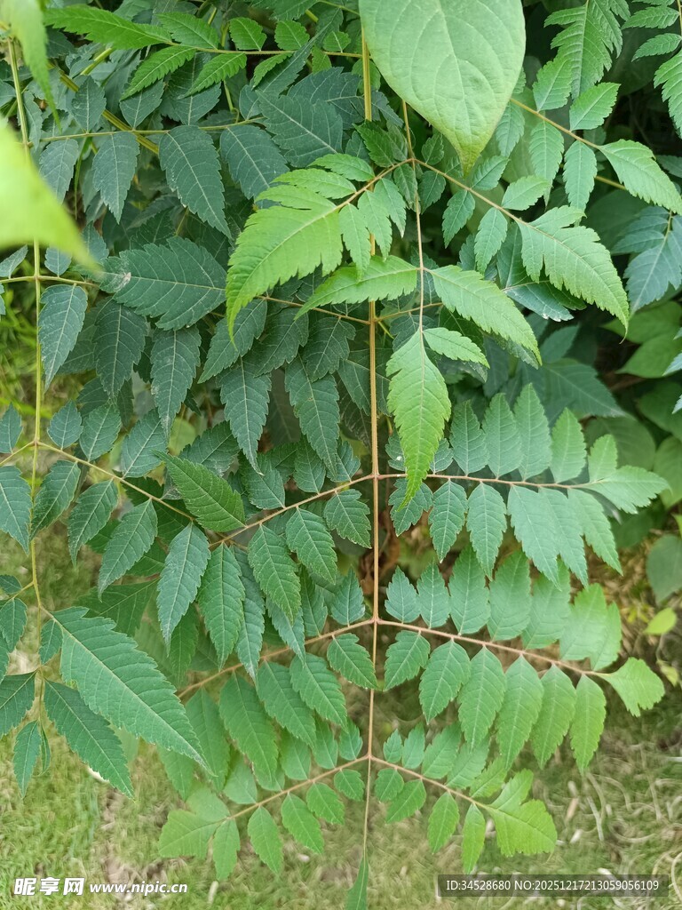 绿叶间的羽状复叶植物