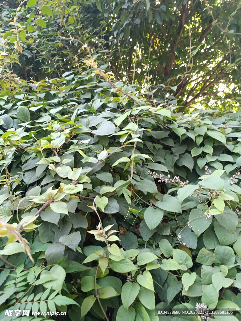 繁茂绿植覆盖的自然景象