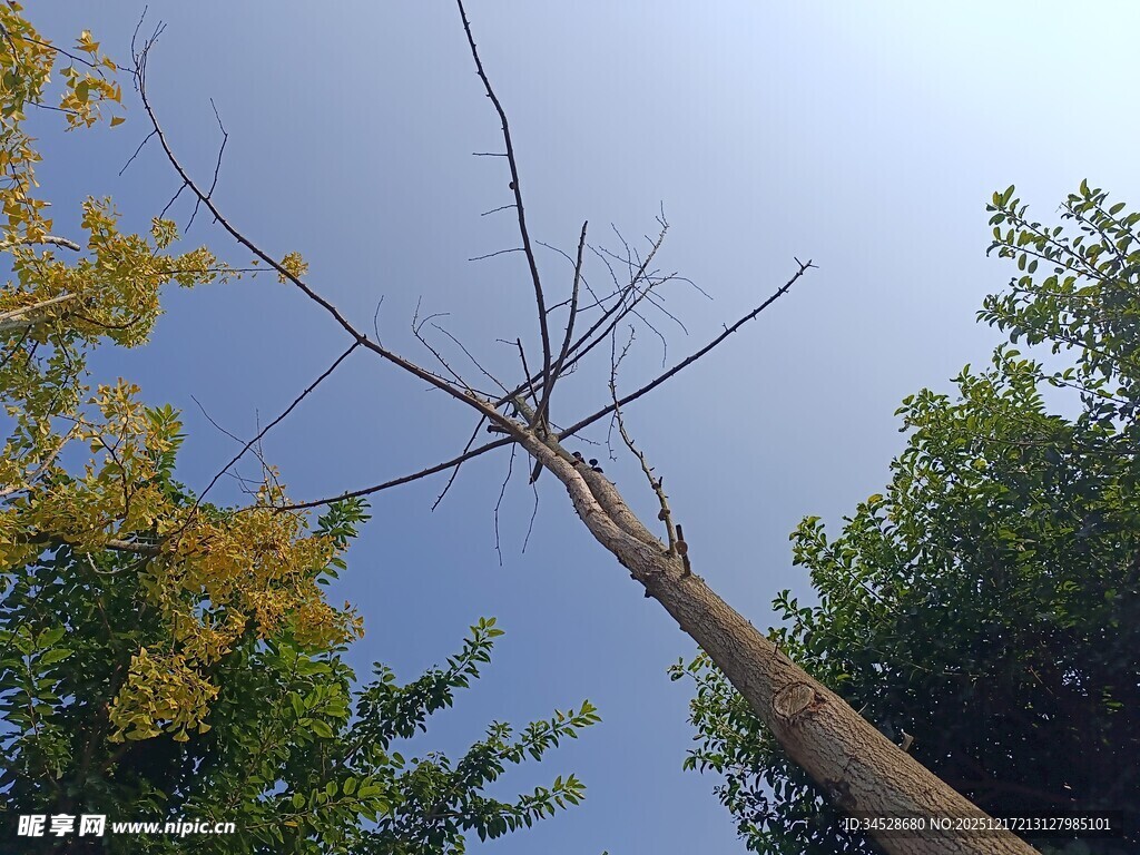 高耸枯树与周边绿树对比