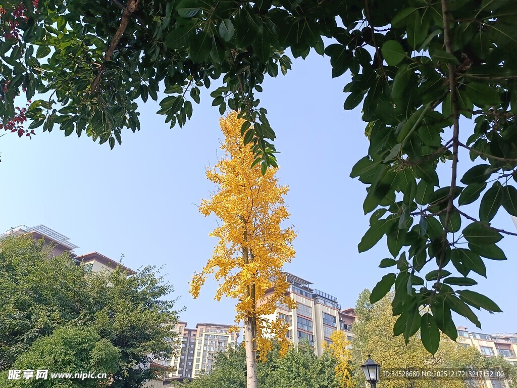 金黄银杏立于绿树间